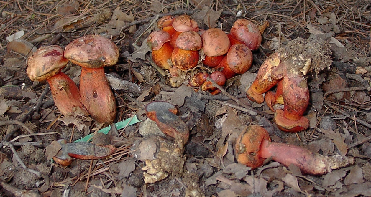 Boletus vecchio ritrovamento.